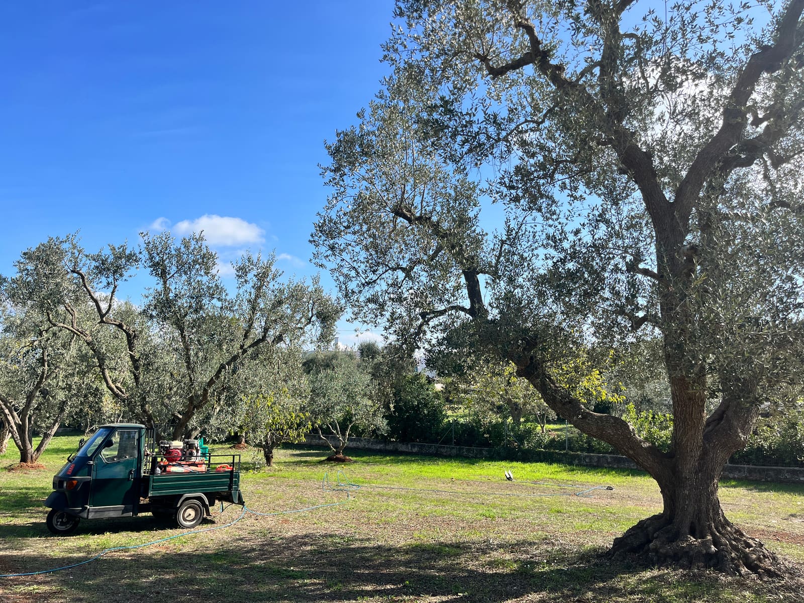 Olive trees in rough grass, one trunk twisted into knots