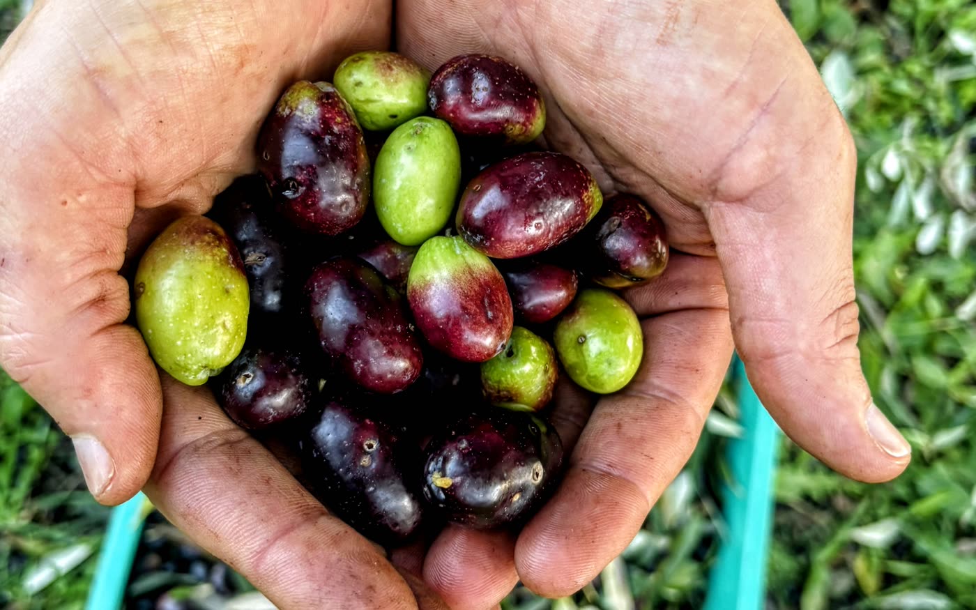 Two cupped hands holding a single handful of olives, green through wine-red to purple-black