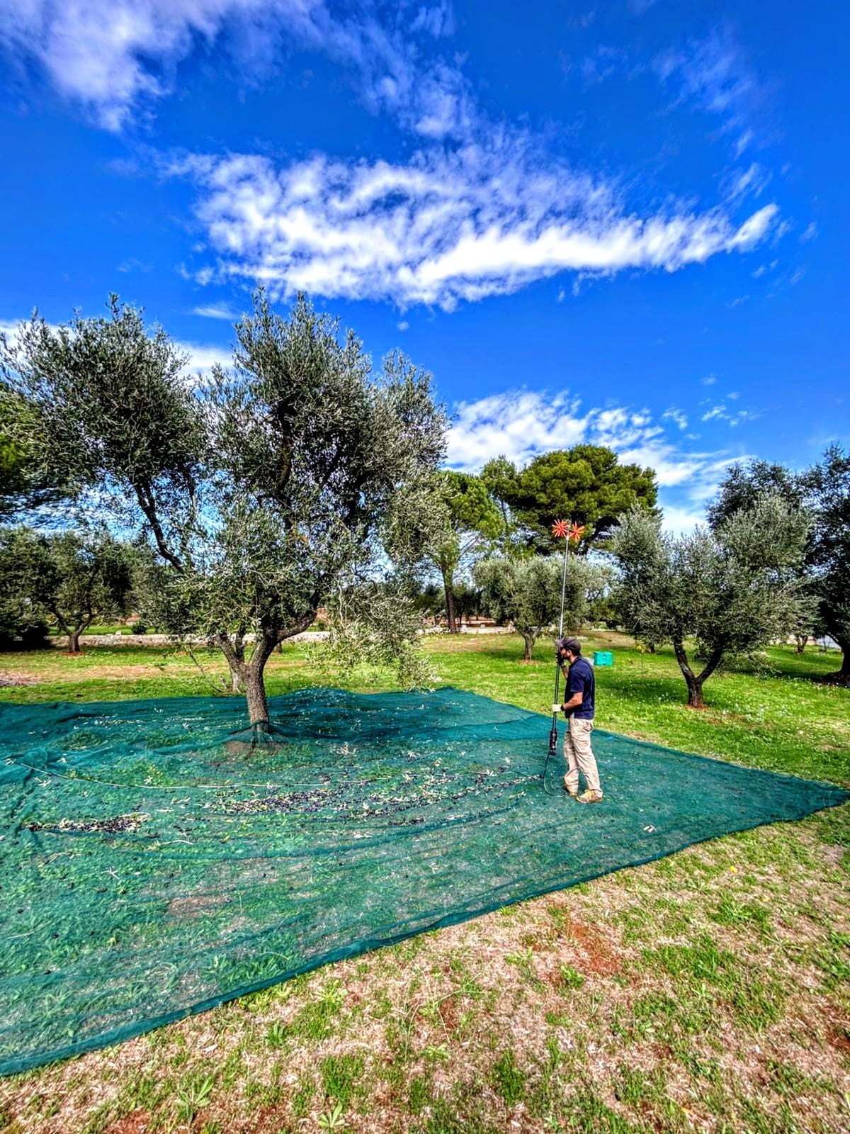 Green nets under the olive trees, the long rake at work