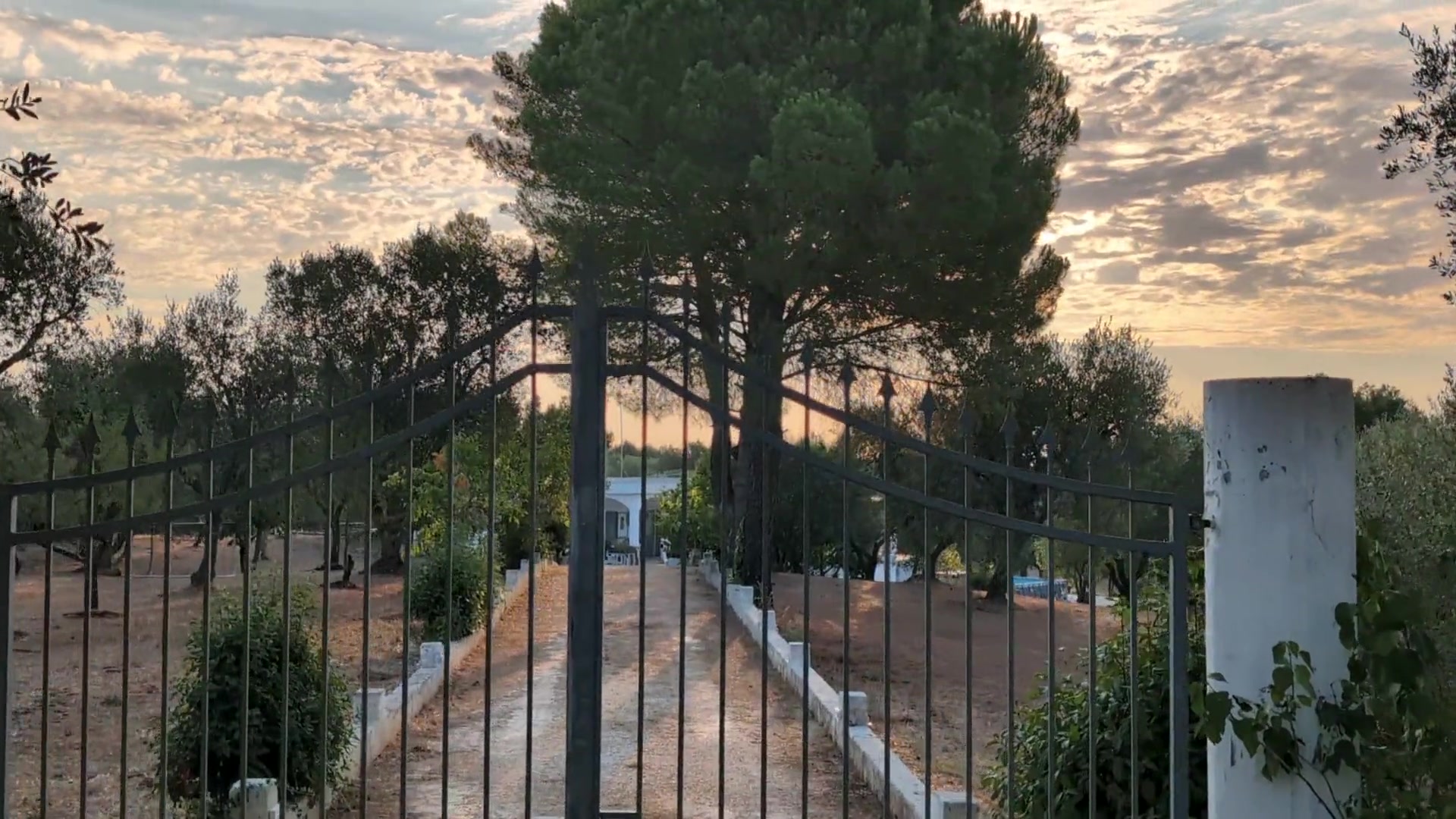 The closed iron gate at the foot of the drive, the stone pines and the house behind it at dawn